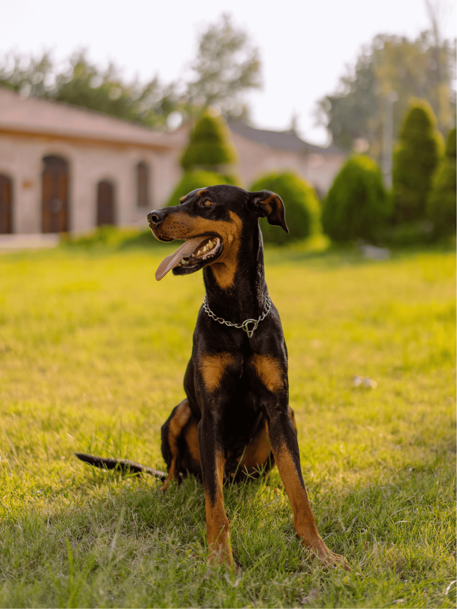Beautiful Doberman sitting outdoors on green grass with a bright background.