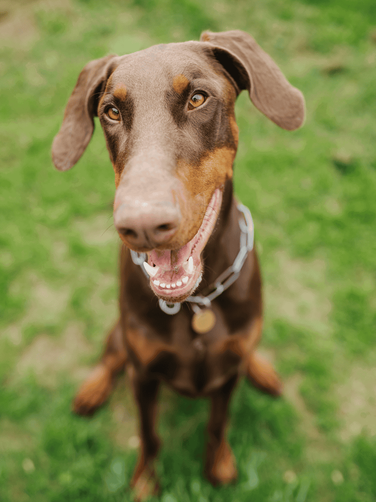 Close-up of a happy, curious brown dog with expressive eyes on a grassy field, showcasing playful and loyal canine companionship.