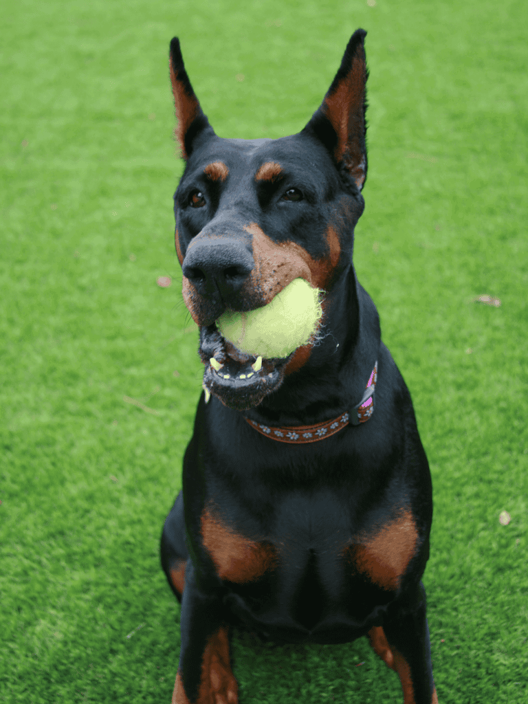 Doberman Pinscher Training