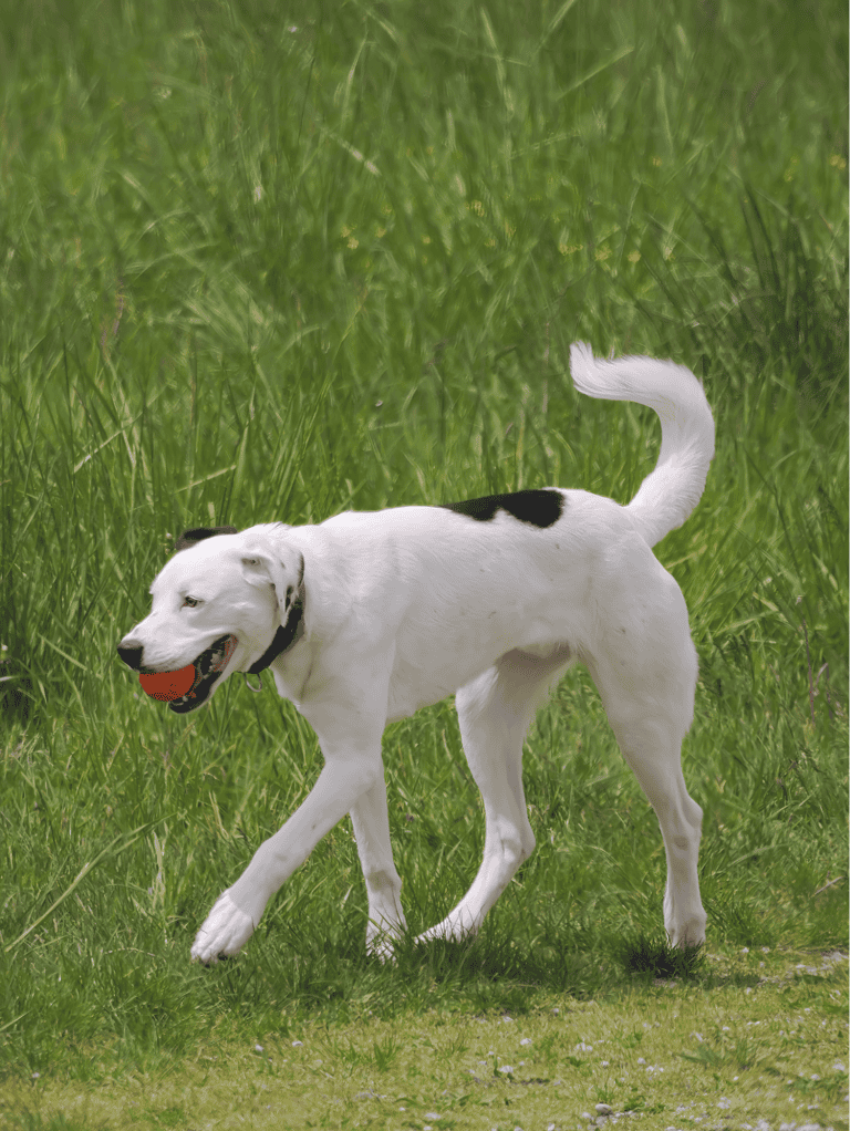 Adorable Dalmatian dog with black spots enjoying outdoor play and fetch on a grassy field.