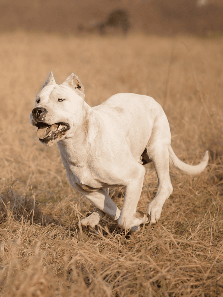 Dogo Argentino Exercise