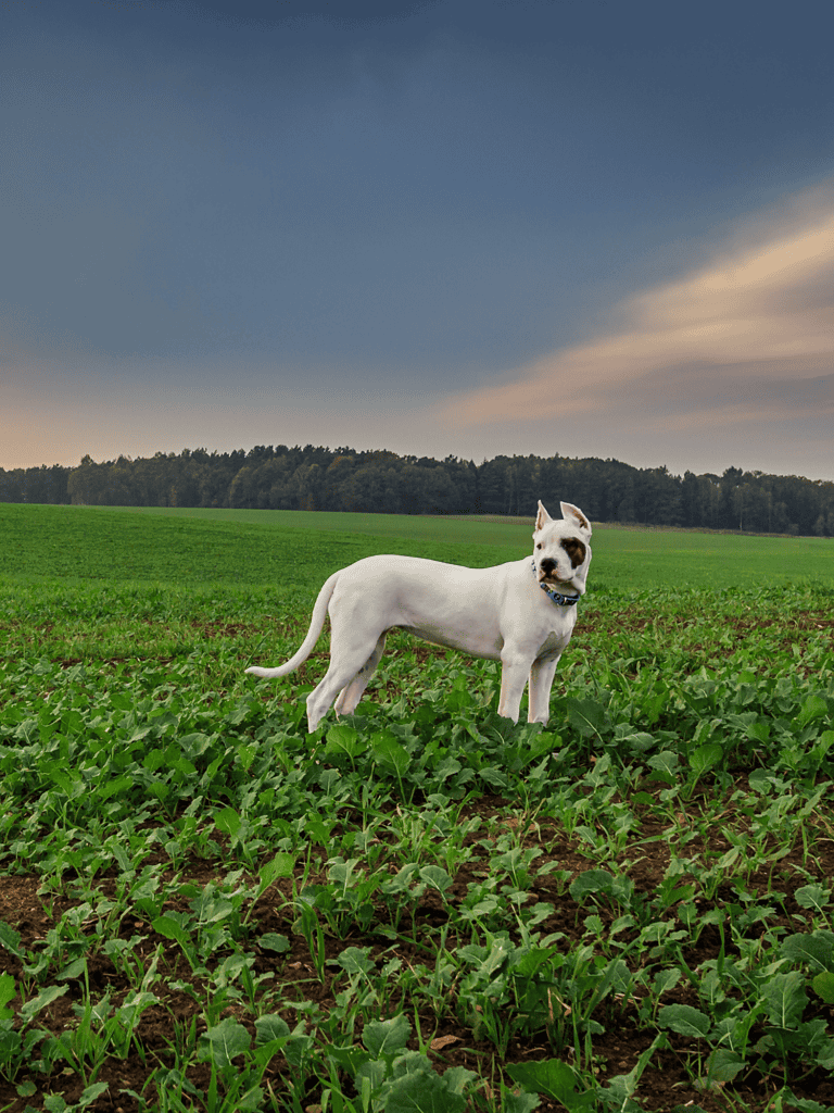 Dogo Argentino Final Thoughts