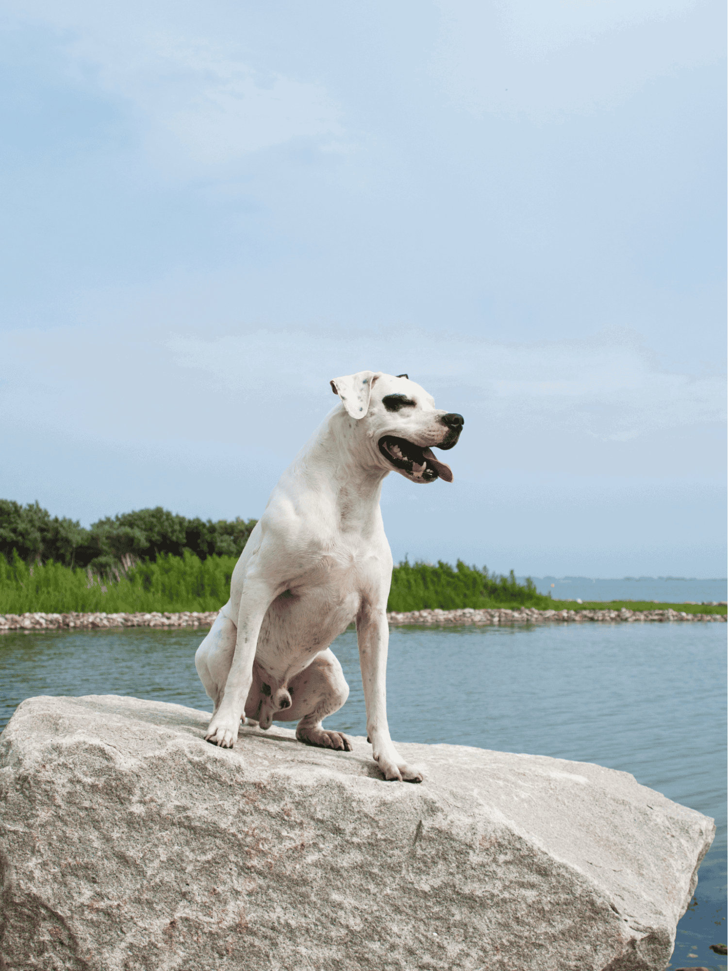 Dog sitting on a rock near water with green landscape background, enjoying nature and outdoor adventures.