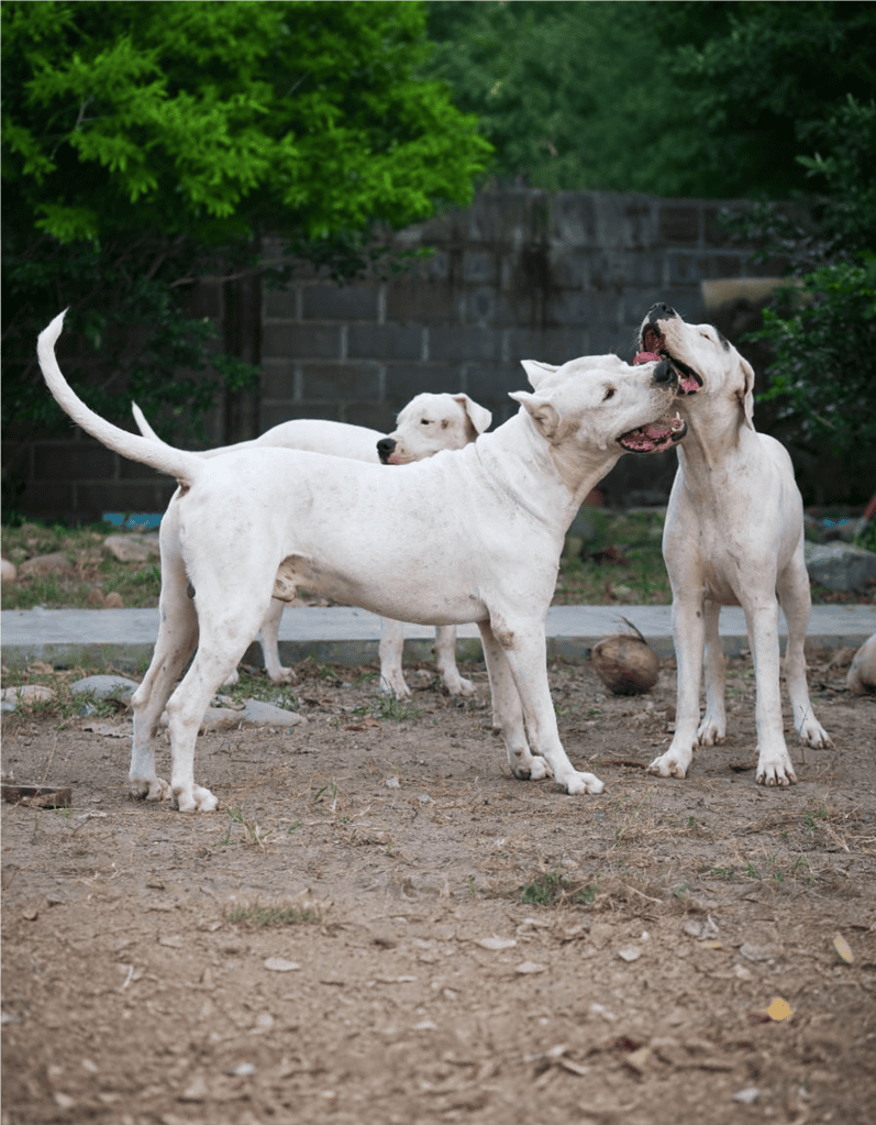 Dogo Argentino Male Vs. Female