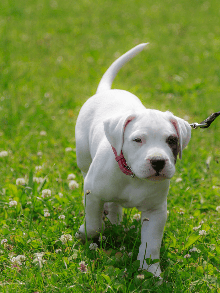Dogo Argentino Puppies