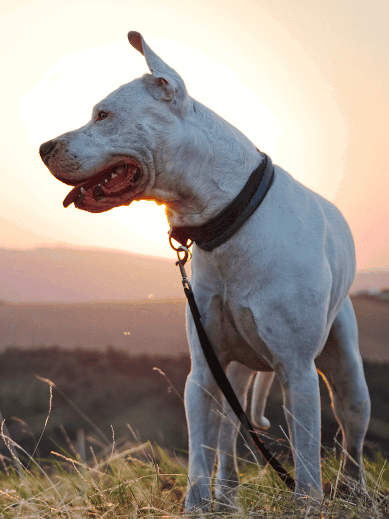 Dogo Argentino Training