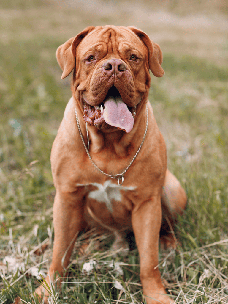 Dogfix.com pet care solution for dog enthusiasts and rescue organizations.