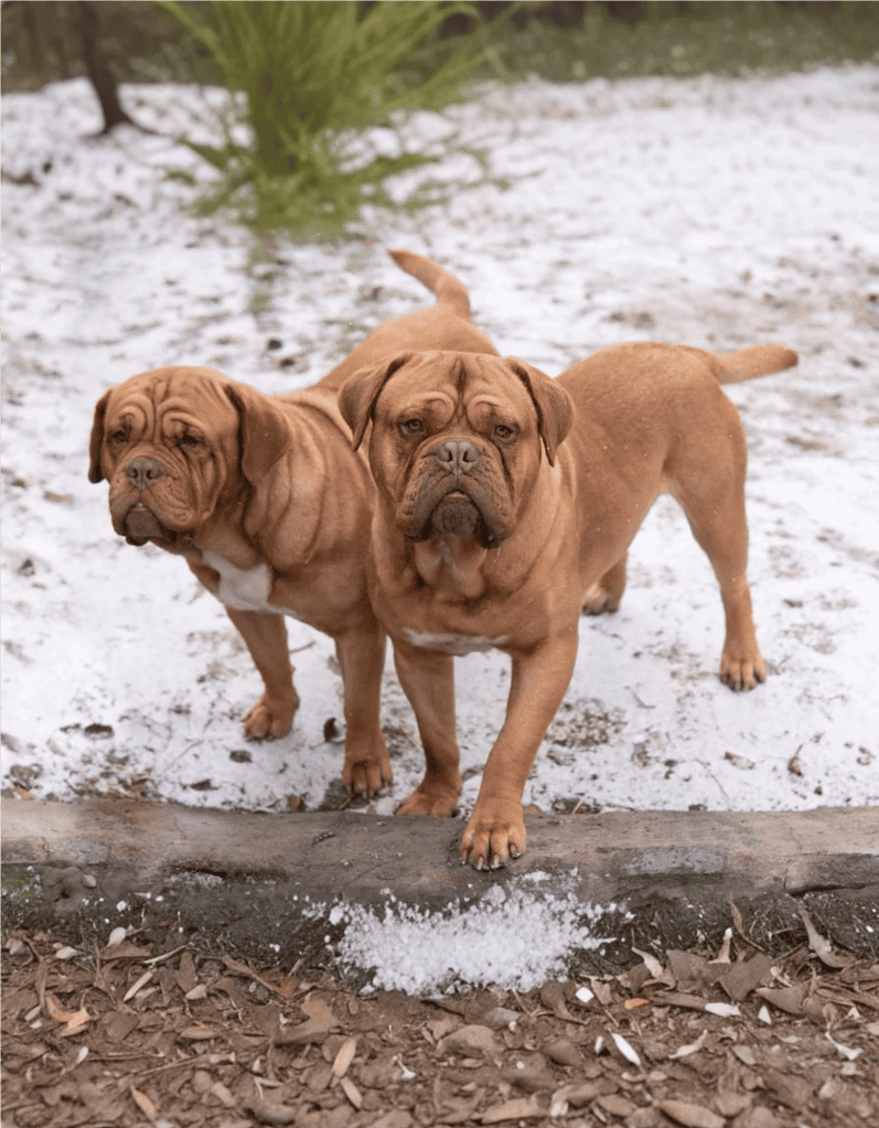 Dogue de Bordeaux Male Vs. Female