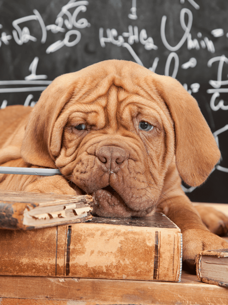 Dogue de Bordeaux Puppies