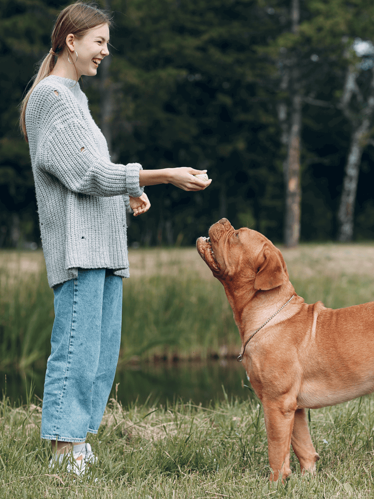 Dog obedience training, behavior tips, and puppy training guides.