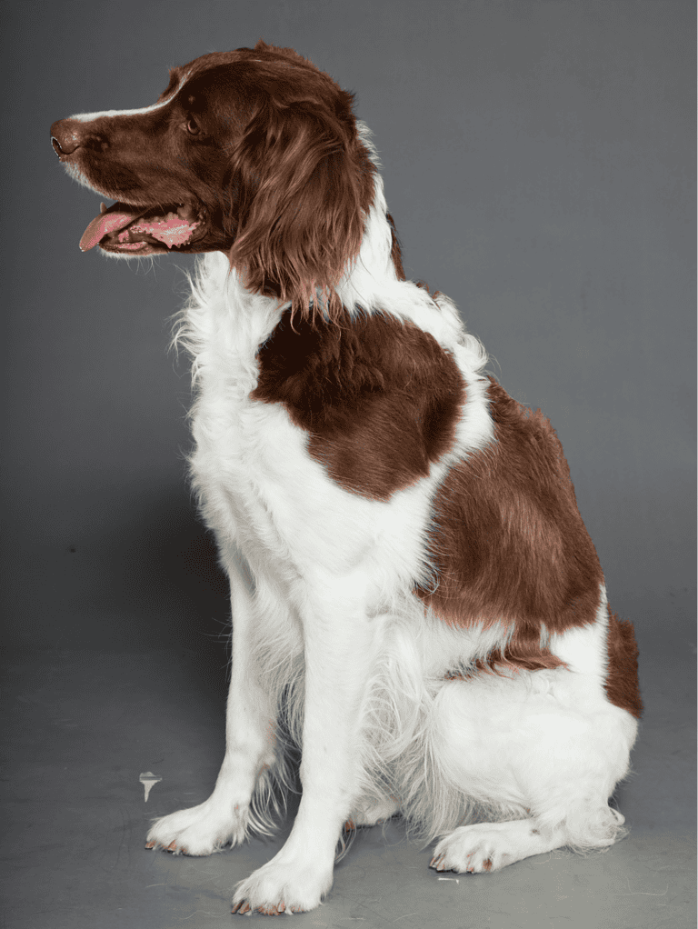 Healthy, well-groomed English Springer Spaniel dog.