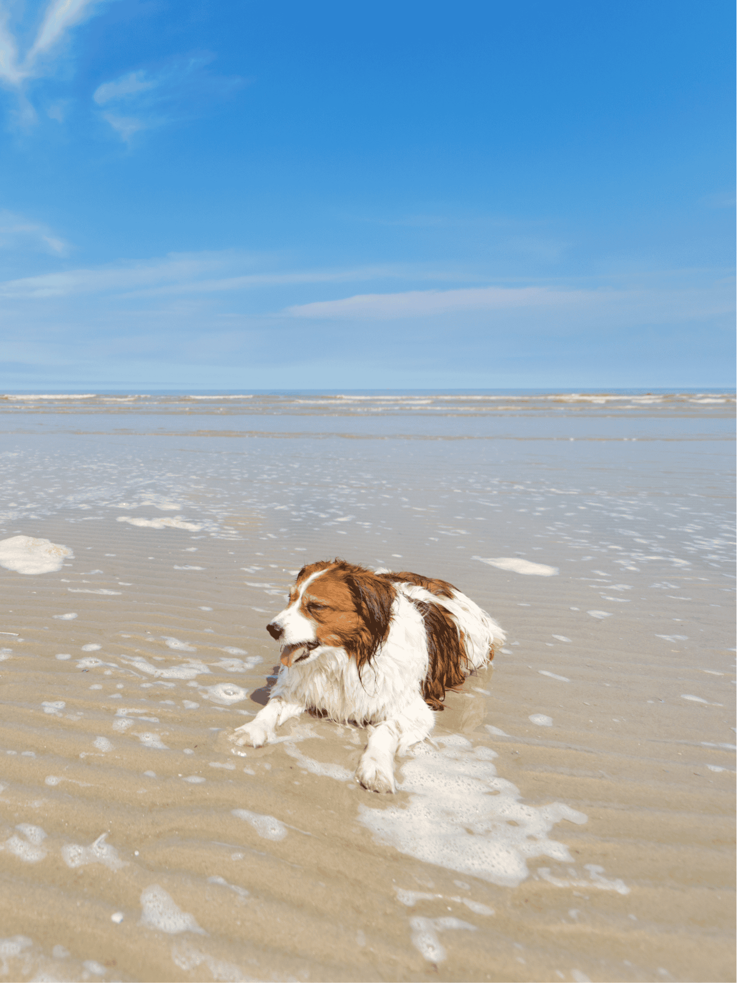 Dog relaxing at the beach, enjoying the waves and sunshine. Great for pet care, dog safety, and outdoor activities.