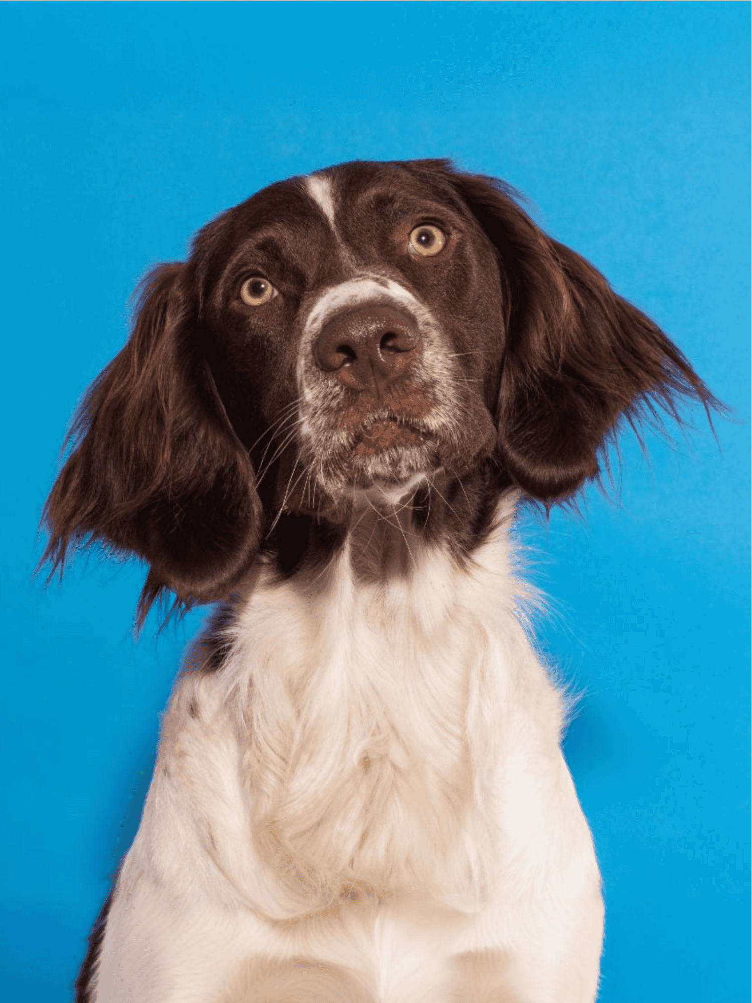 Adorable brown and white dog with expressive eyes against a bright blue background.