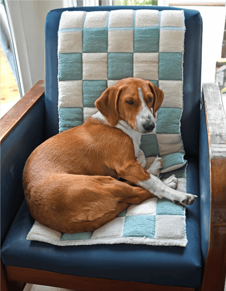Dog resting on a comfortable blue cushion with a checkered towel.