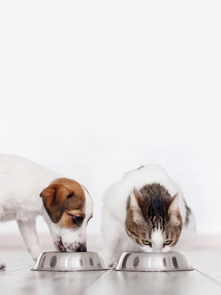 Dog and cat sharing meal bowls, pet feeding, friendly animal companionship, pets eating together.