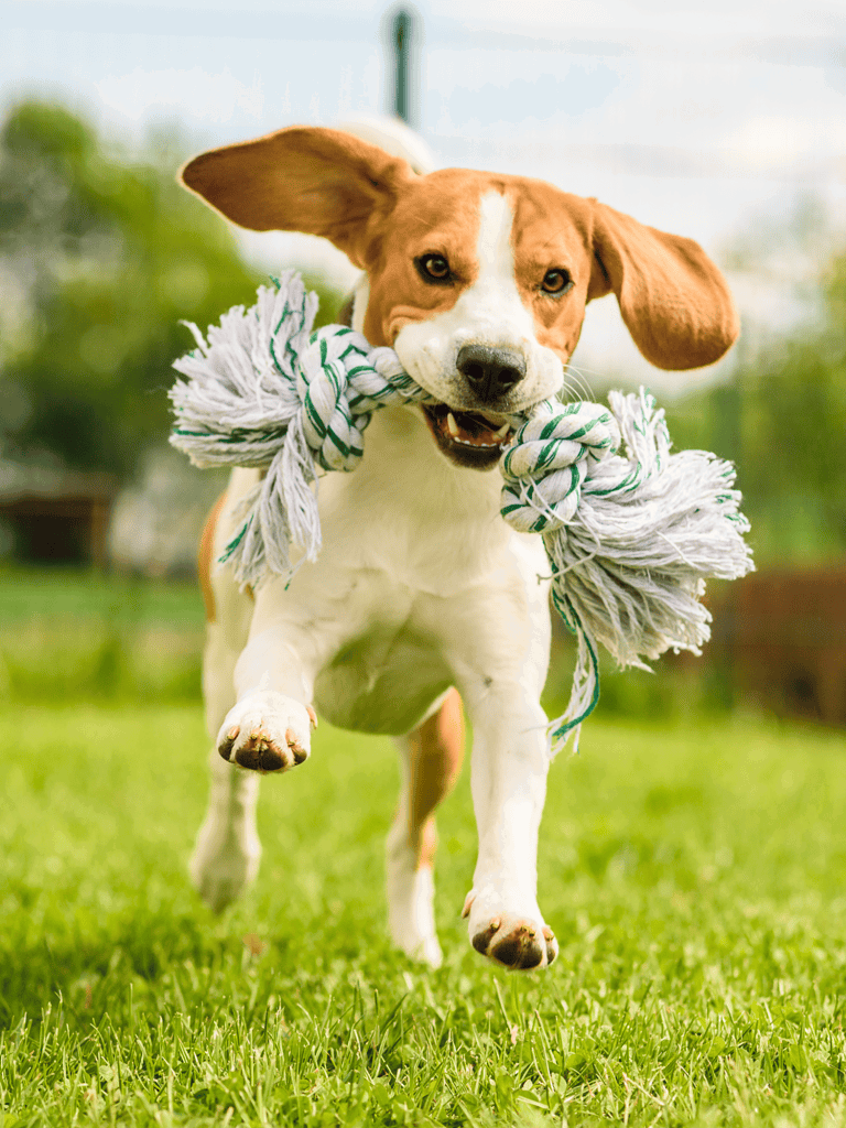 Dog with rope toy, active and playful, outdoor dog care.
