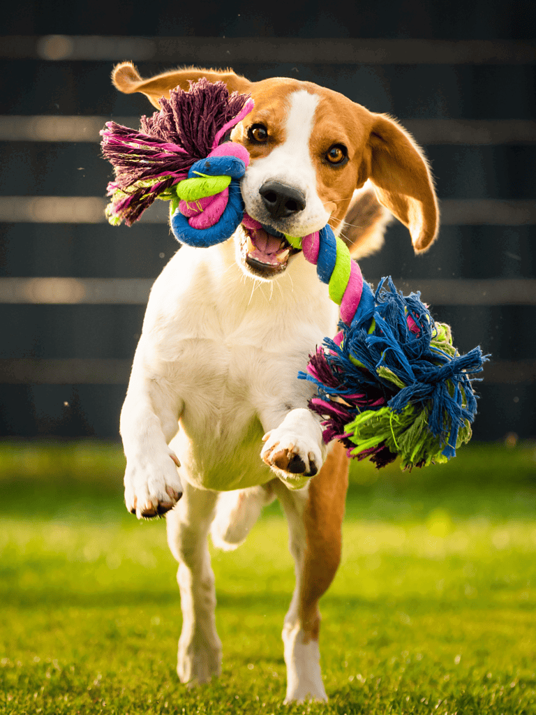 Dog playing with vibrant rope toy outdoors, happy and energetic, perfect for active dog owners.