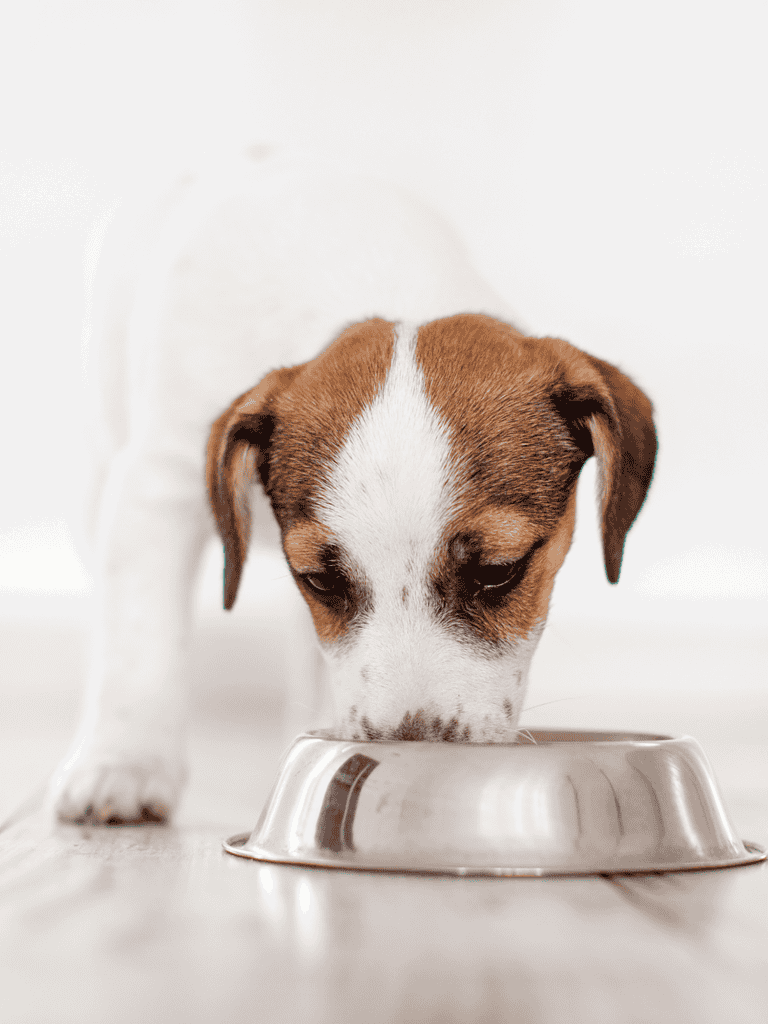 Cute puppy with brown and white fur eating from a stainless steel food bowl, focusing on pet nutrition and proper dog feeding.