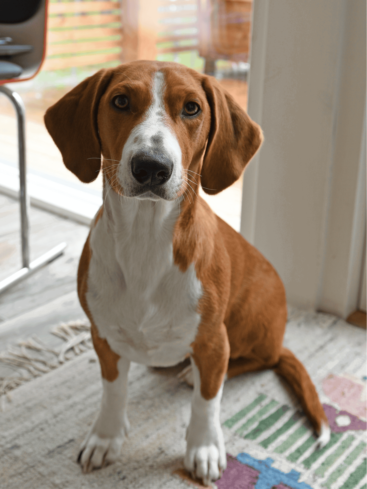 Adorable brown and white beagle sitting indoors, looking at the camera with a curious expression.