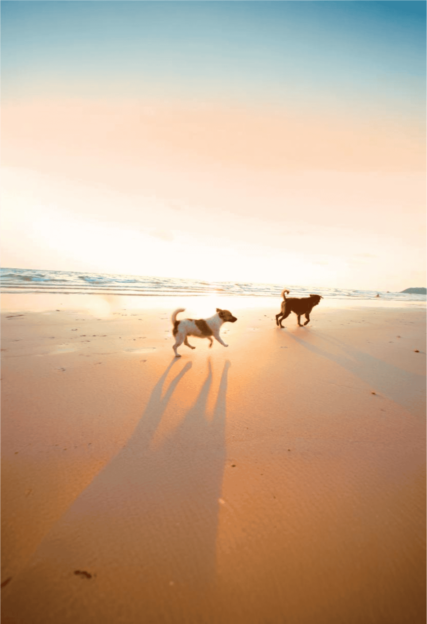 Cute dogs running along the sandy beach during sunset.