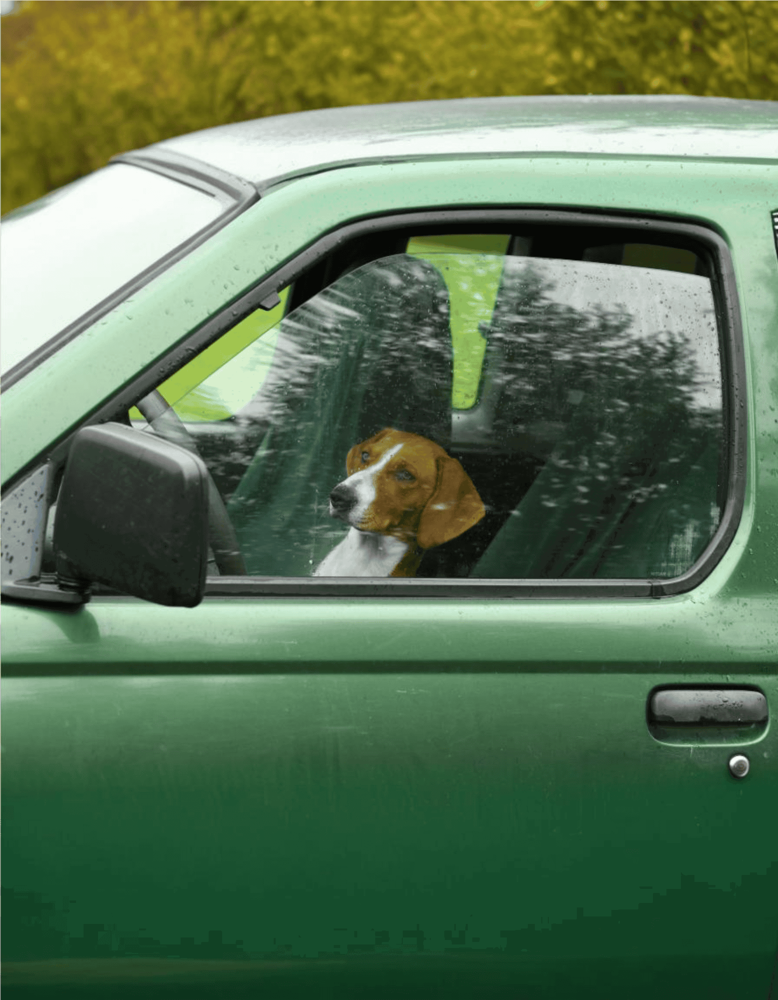 Dog sitting in a car during rain, looking out the window, showcasing pet travel safety.