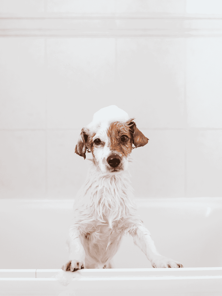 Adorable wet puppy with soap suds on head sitting in bathtub.