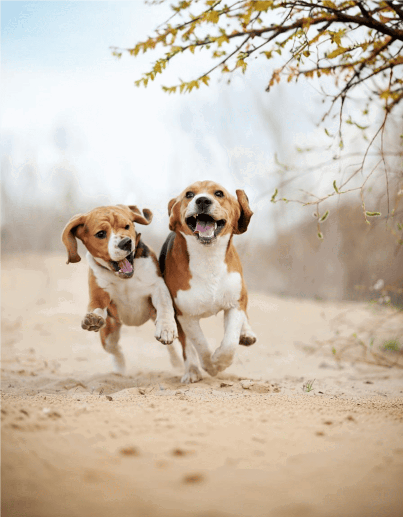 Adorable dogs playing and running freely outdoors, ideal for pet care and dog training resources.