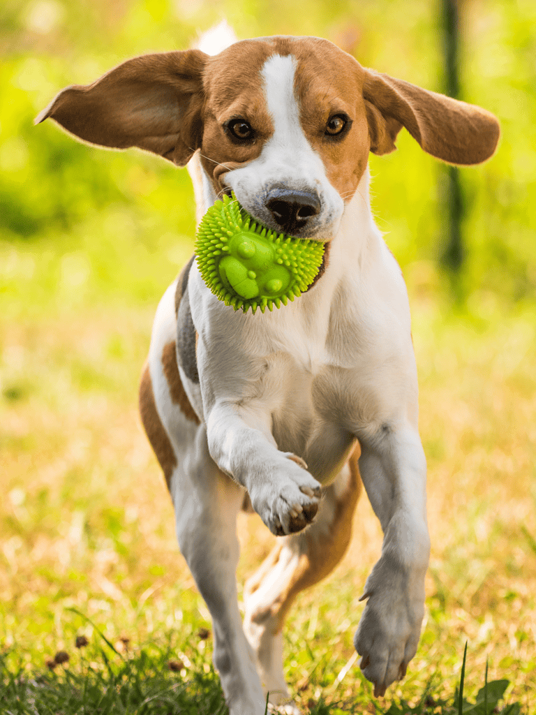 Dog playing fetch with green rubber ball, running in a sunny park setting.