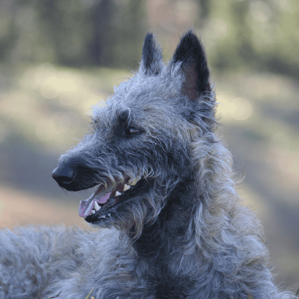 During the World Wars, Belgian Laekenois almost went extinct.
