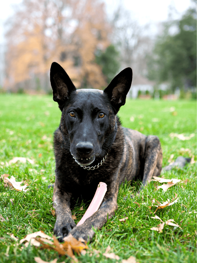 Active dog lying on grass with chew toy, enjoying outdoor playtime, highlighting dog care and training.