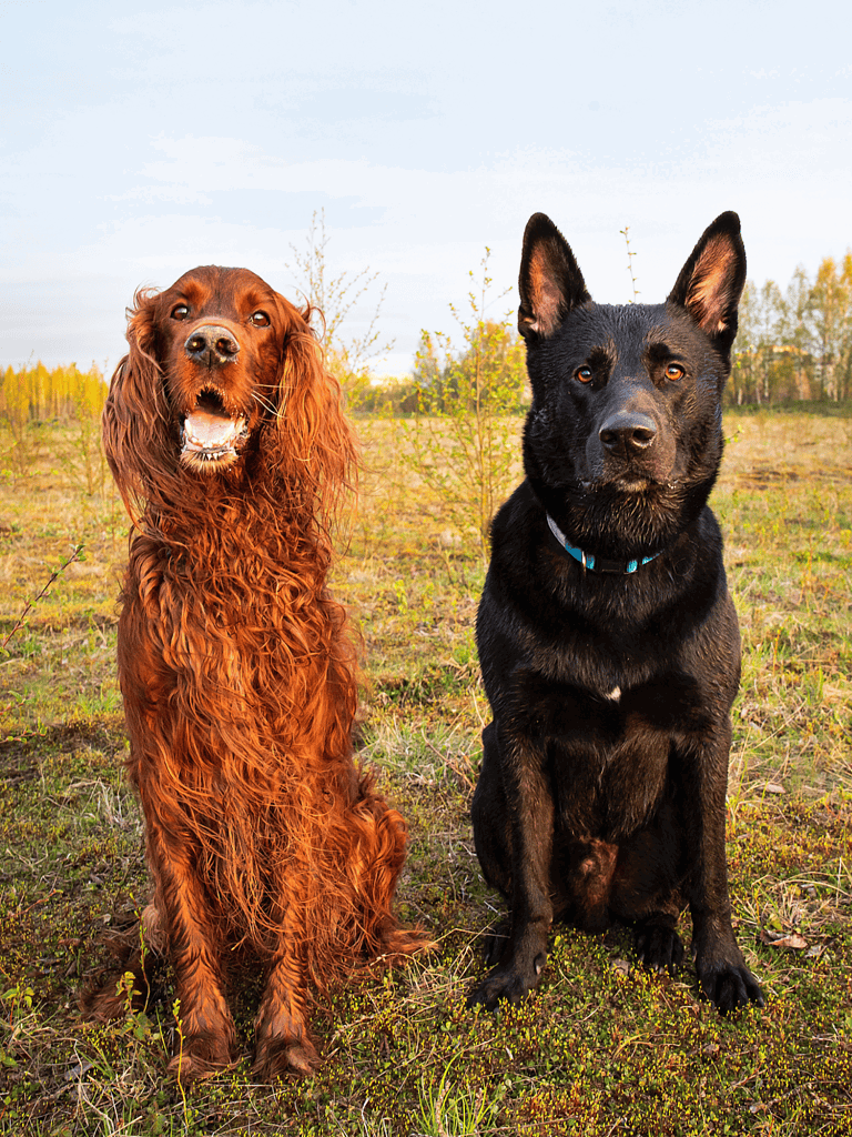 Lively Irish Setter and Schipperke sitting outdoors on grassy field, showcasing active dogs for pet care or training.