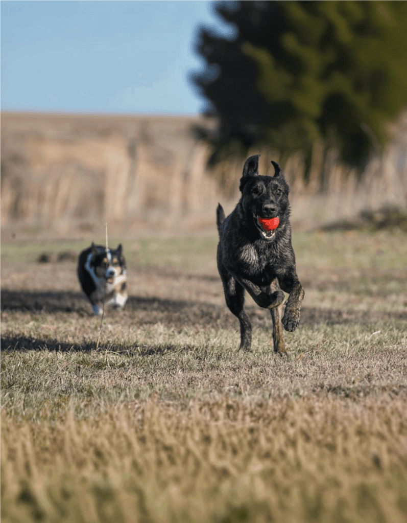 Happy dogs playing fetch in open field, catching ball during outdoor activity.