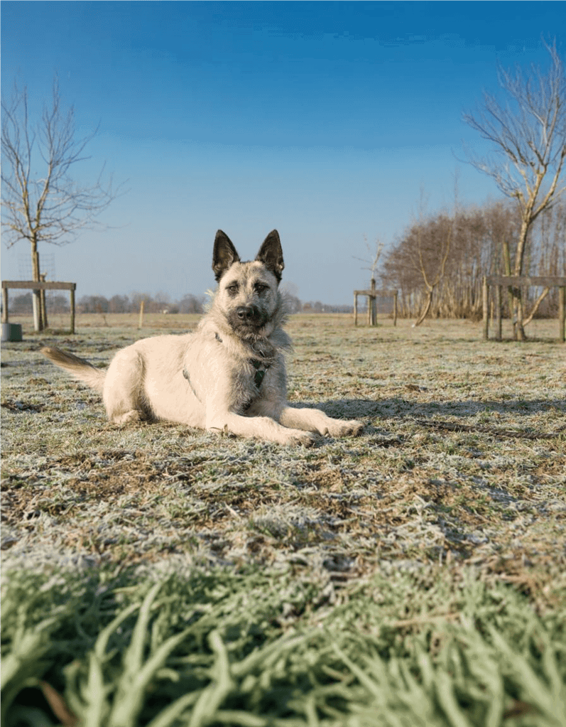 Friendly adult dog resting on grassy field in park.