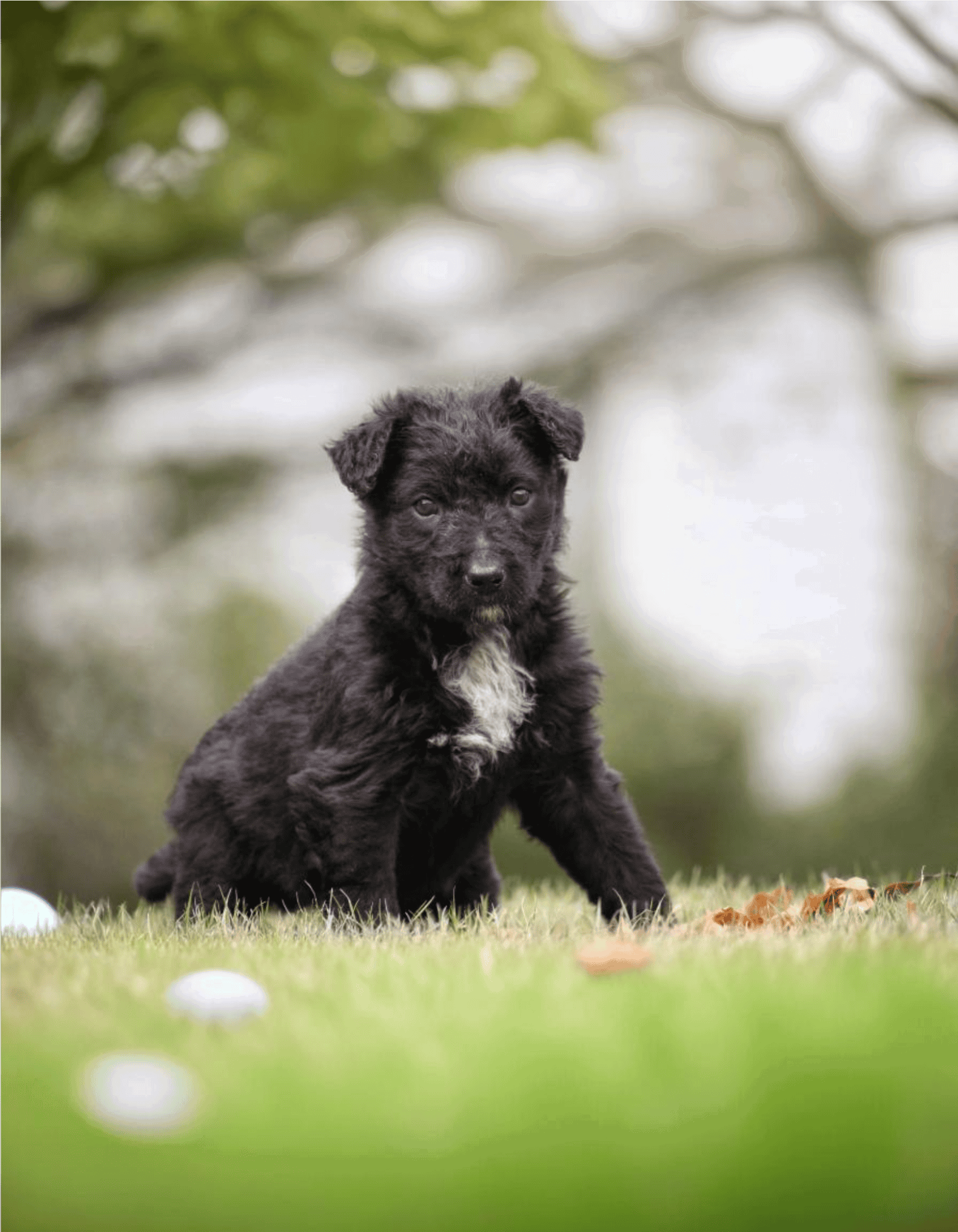 Cute black puppy with white chest sitting outdoors on lush green grass.