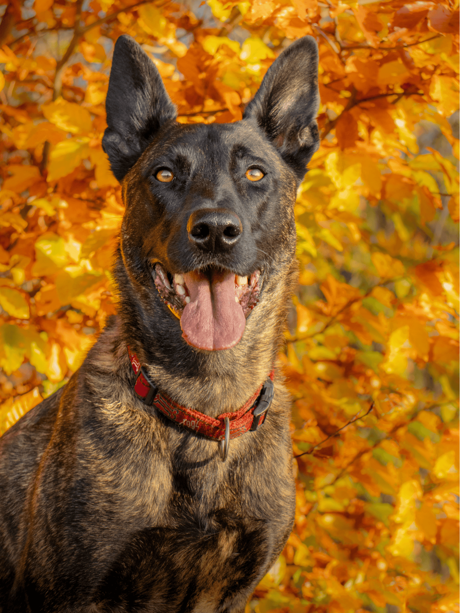 Vibrant image of a happy dog outdoors during fall, showcasing the importance of dog health and wellness.
