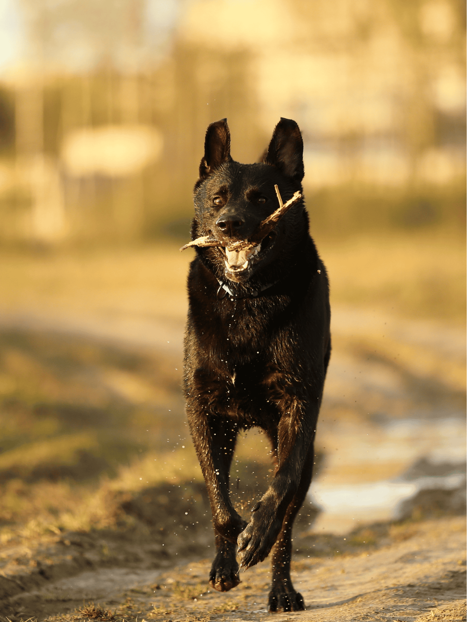 Active black dog running with stick on beach.
