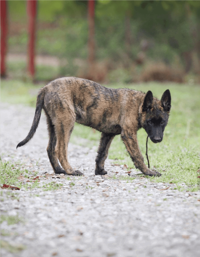 Dutch Shepherd Puppies