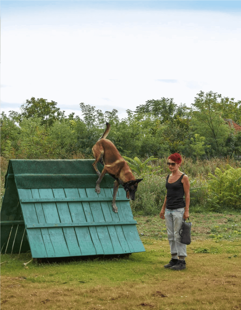 Dog jumping over agility obstacle outdoors.