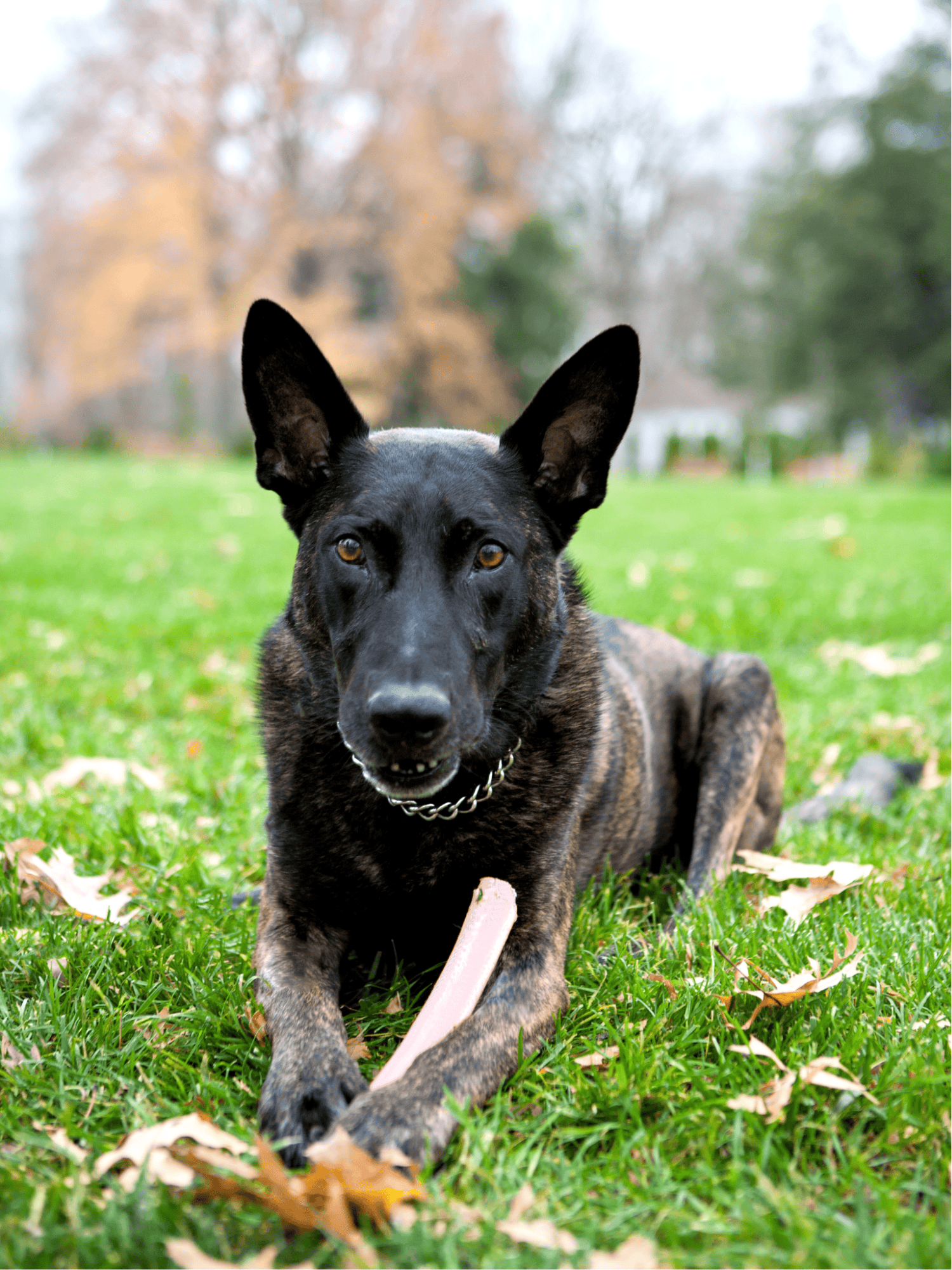 Active dog lying on grass with chew toy, enjoying outdoor playtime, highlighting dog care and training.
