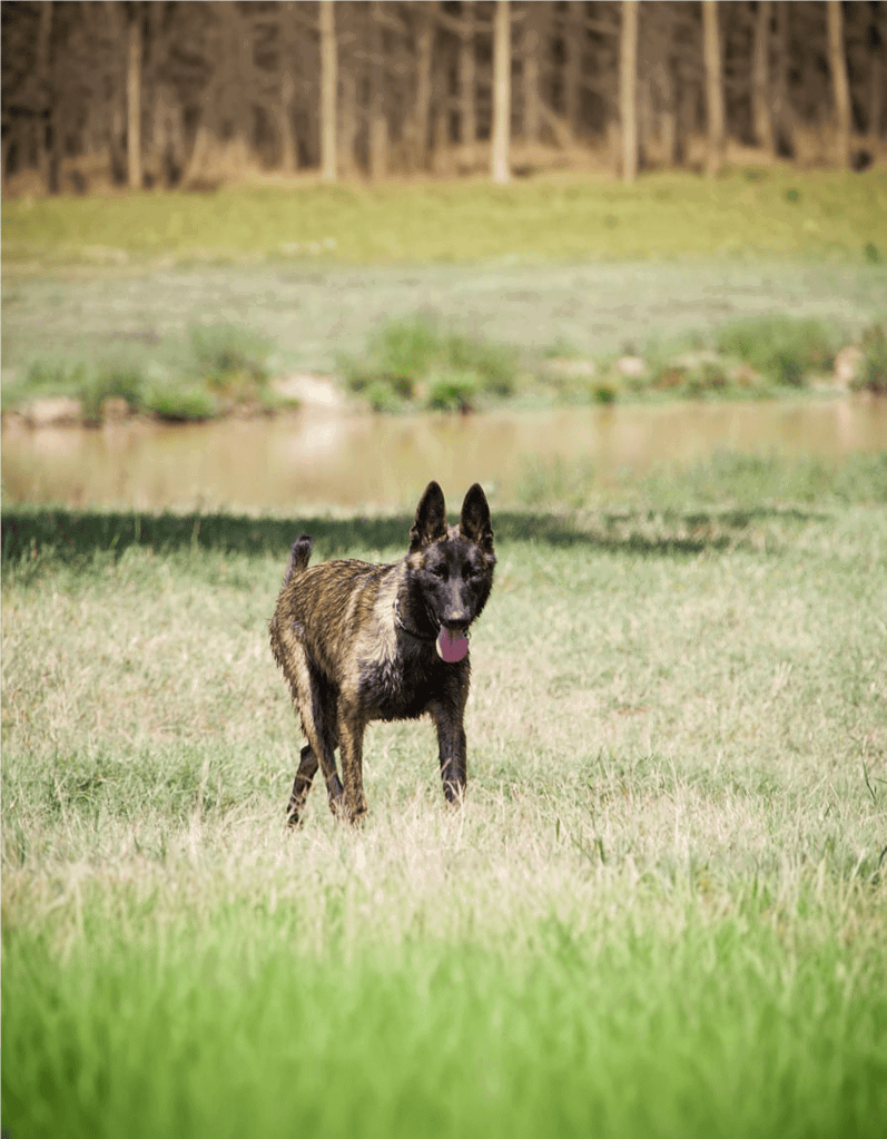 Dutch Shepherds Are Related to Old European Wild Dogs