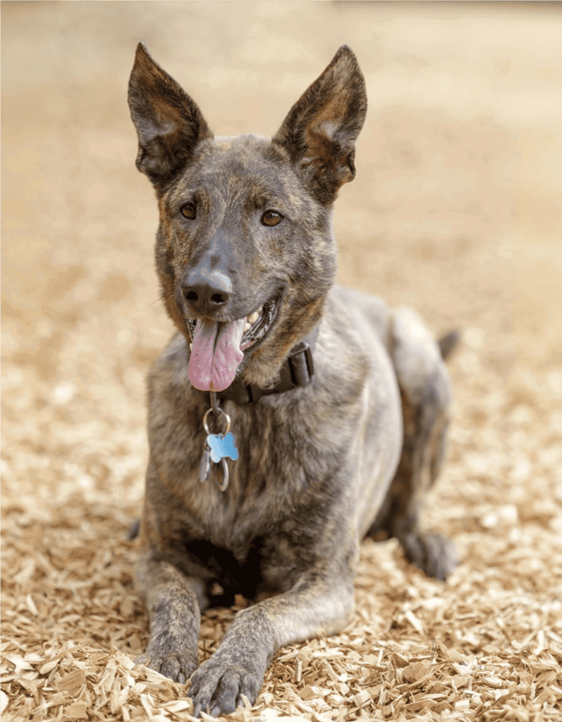 Dutch Shepherds Should Only Be Brindle