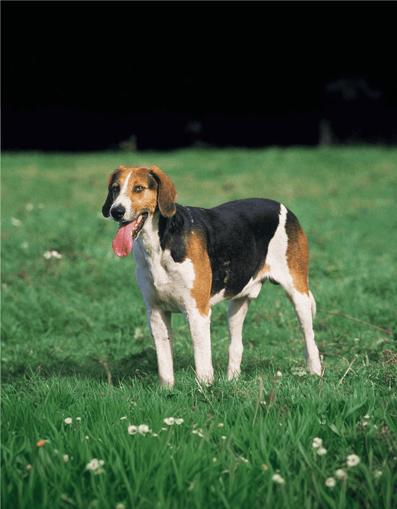 English Foxhound Final Thoughts