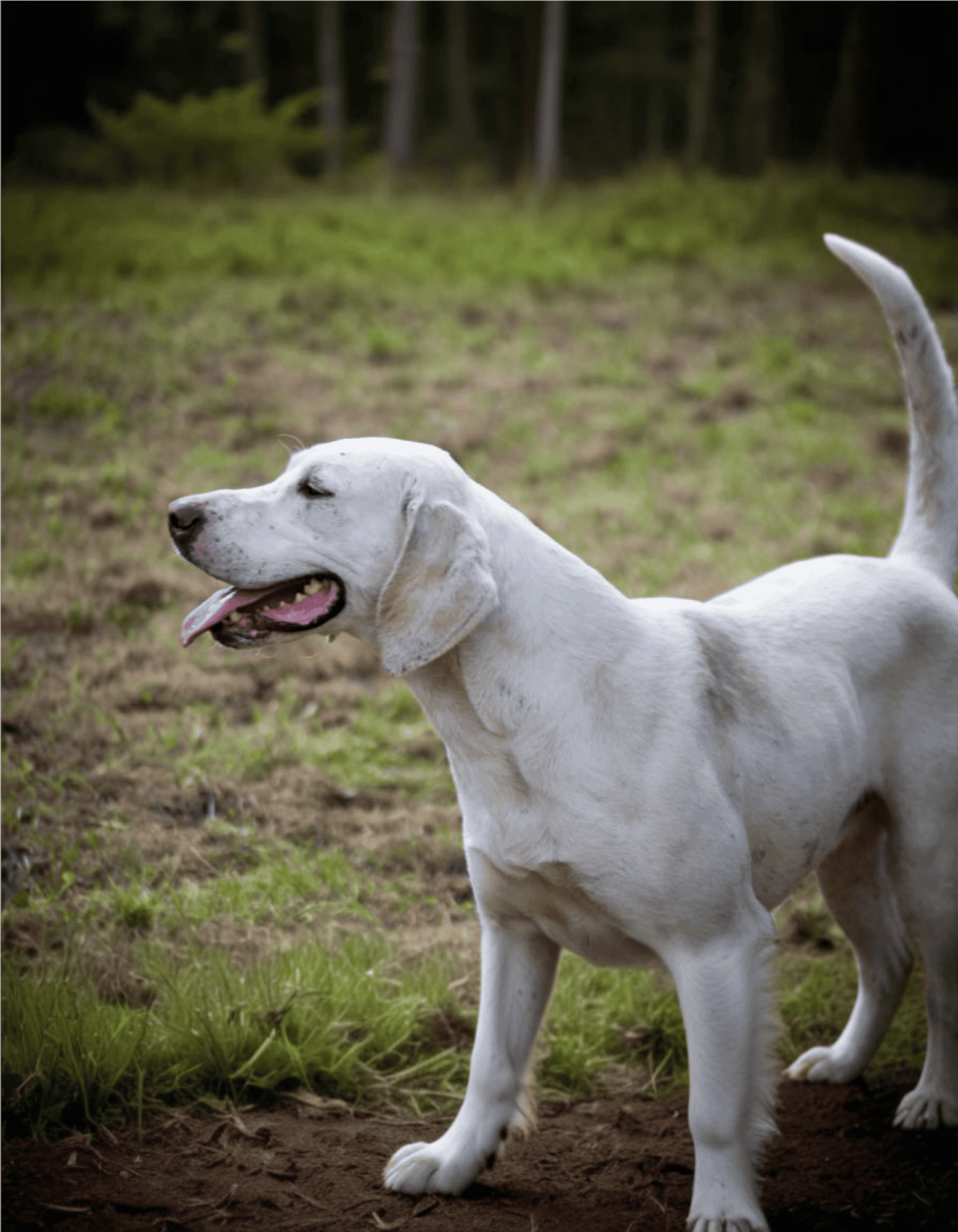 Friendly dog sitting and training services for your furry friends.