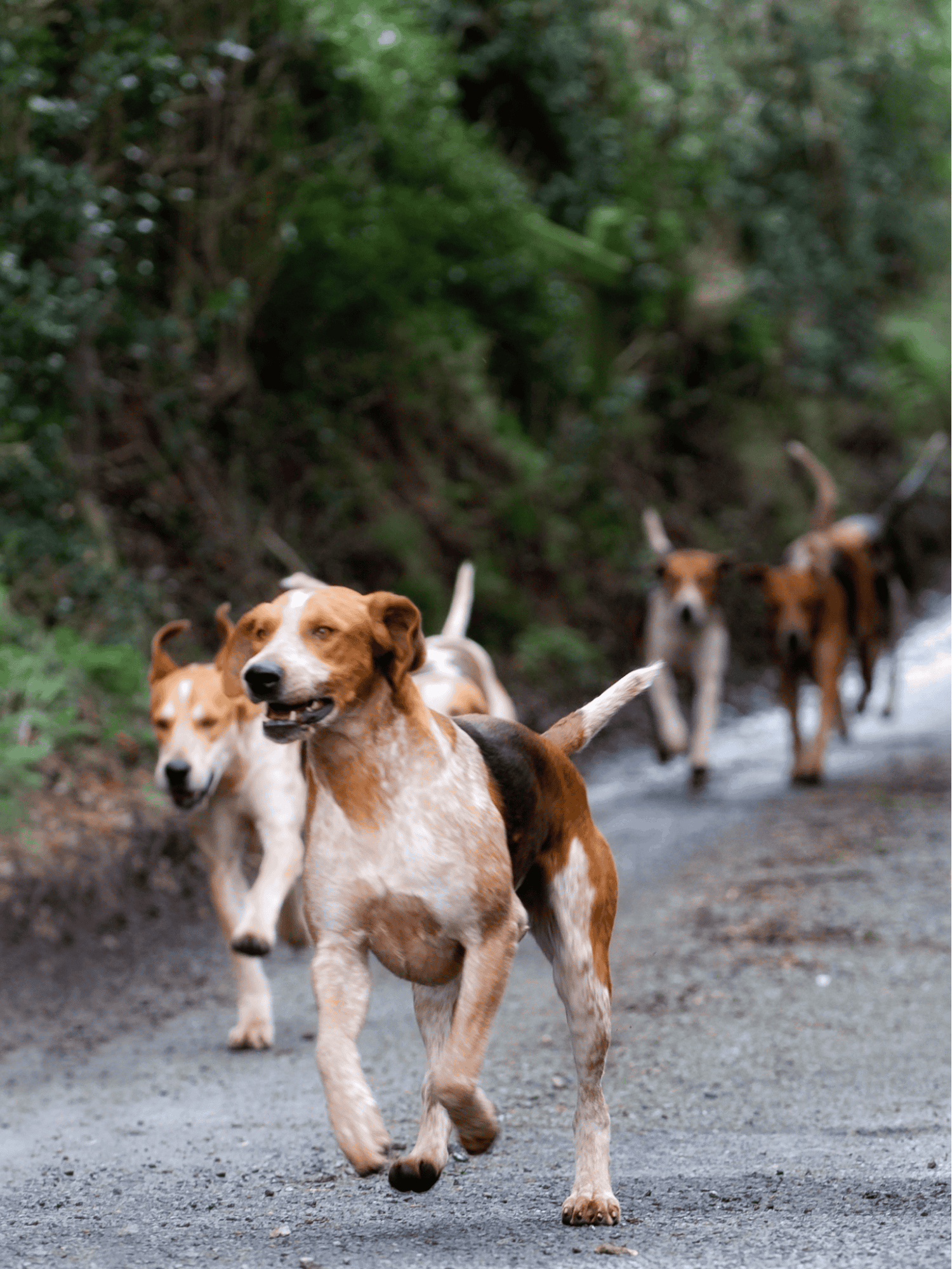 Dogs running and playing outdoors in a wooded area for exercise and socialization.
