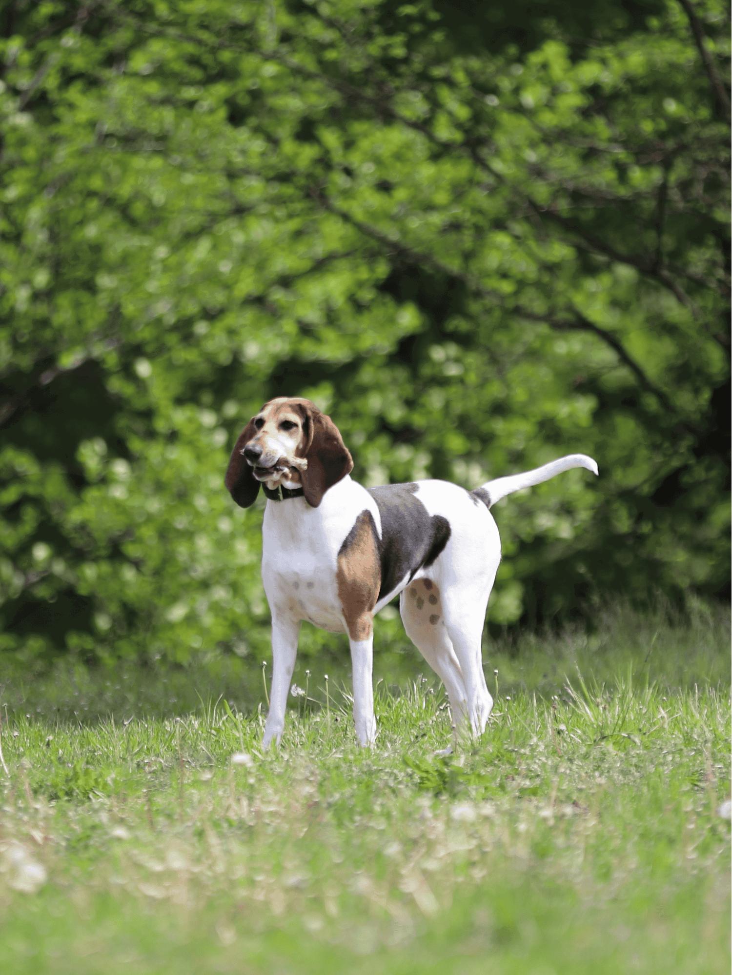 Cute beagle dog standing on grassy field with lush trees in background.
