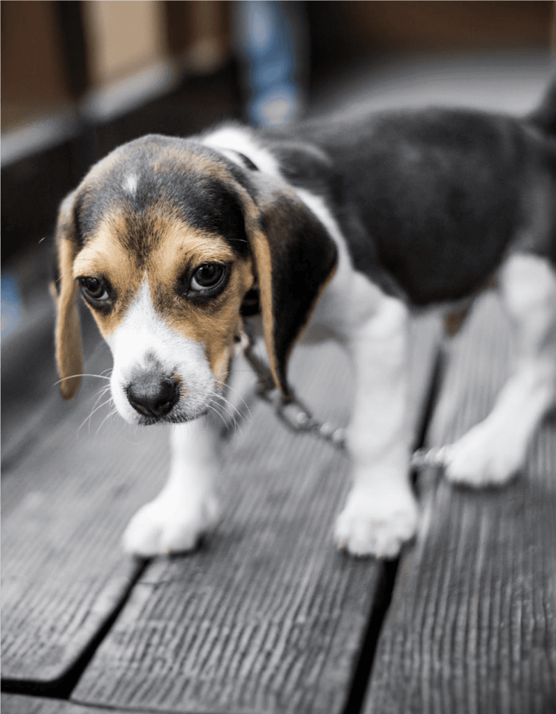 English Foxhound Puppies