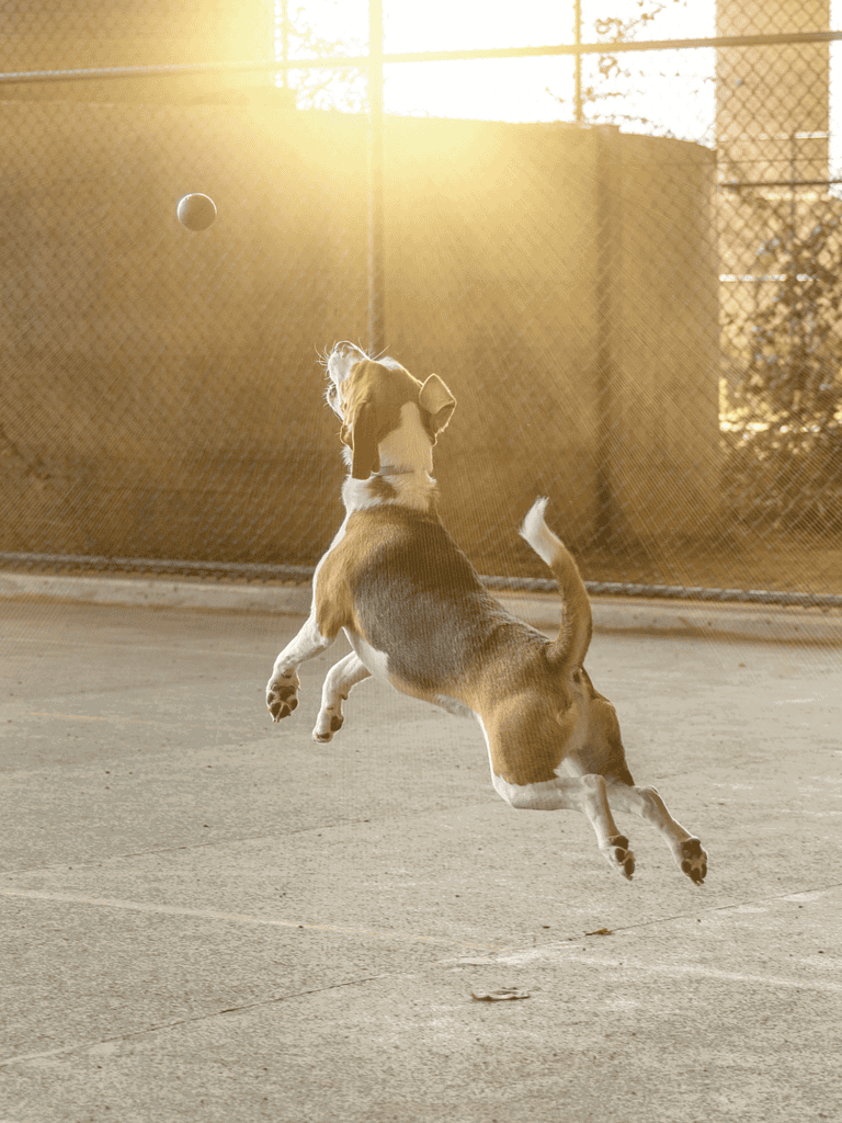 English Foxhound Training
