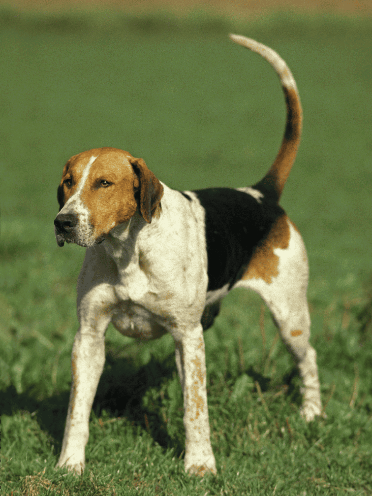 Adorable Beagle puppy enjoying outdoor play on green grass.