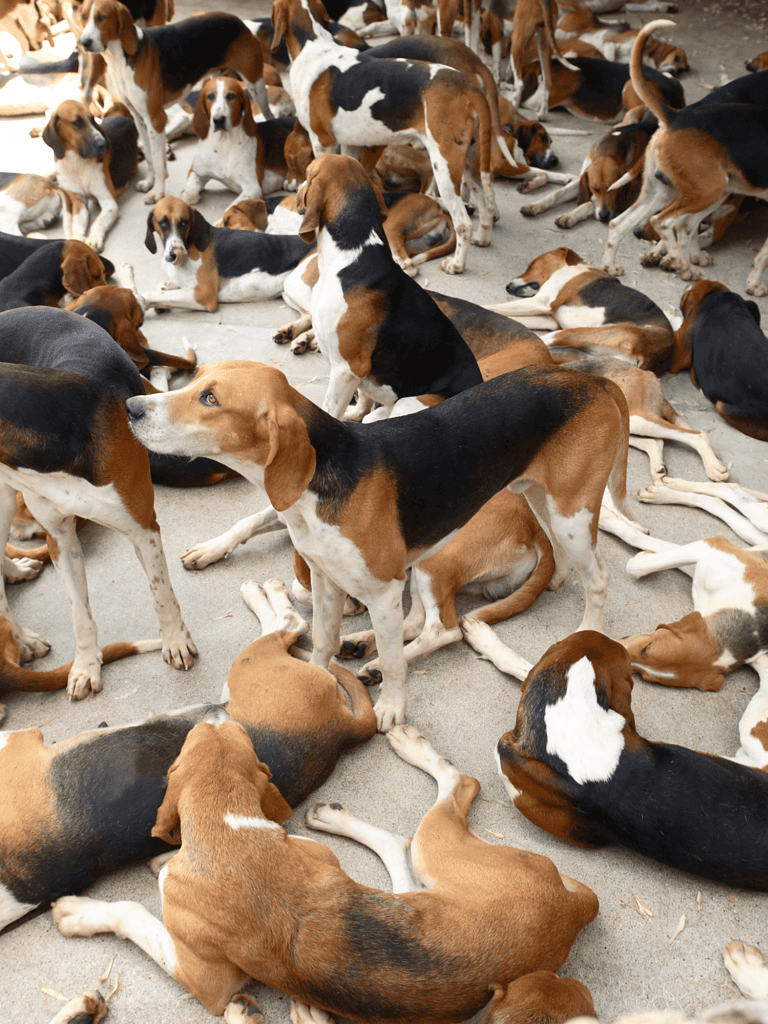 English Foxhounds were Bred to Live and Work in a Pack