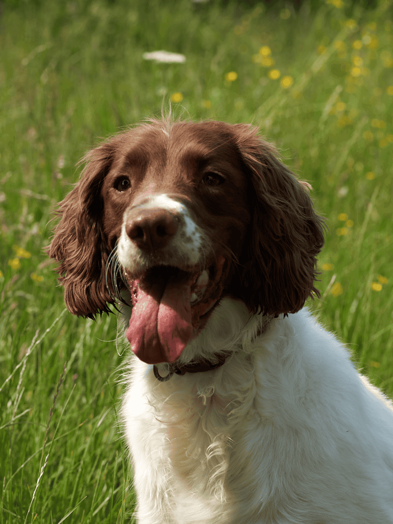 English Springer Spaniel Final Thoughts